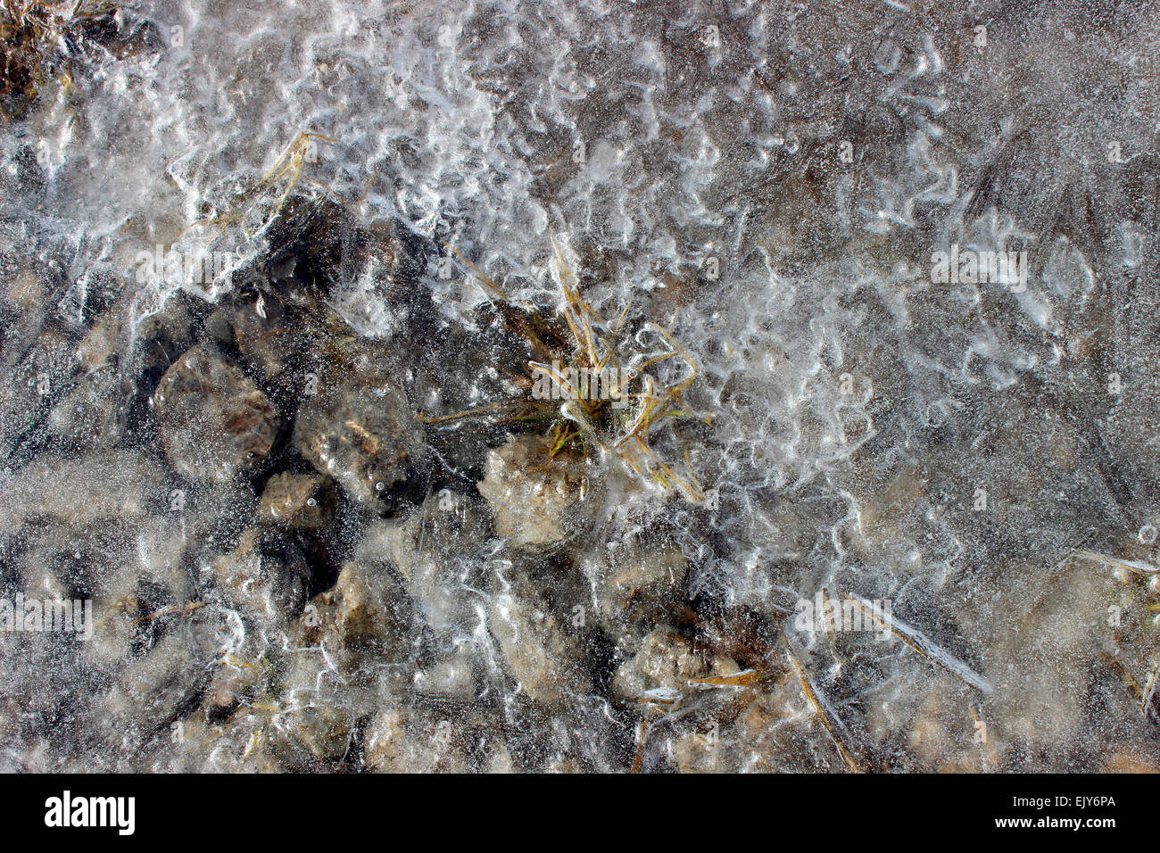 Strana scoperta di una pianta rara che sopravvive in inverno e attendere il disgelo in un parco canadese Foto Stock