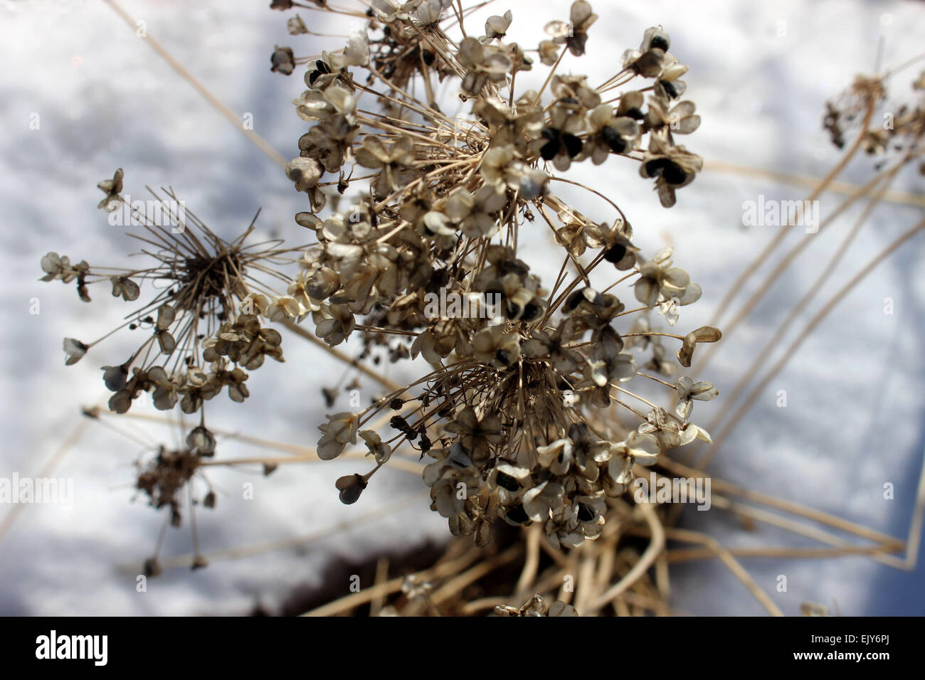 Dettagli fotografici di fioritura delle piante che sopravvivono al canadese crescente invernale sulla neve Foto Stock