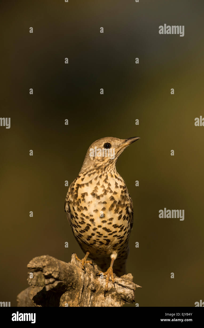 Tordo Mistle (Turdus viscivorus) appollaiato sul ramo Foto Stock