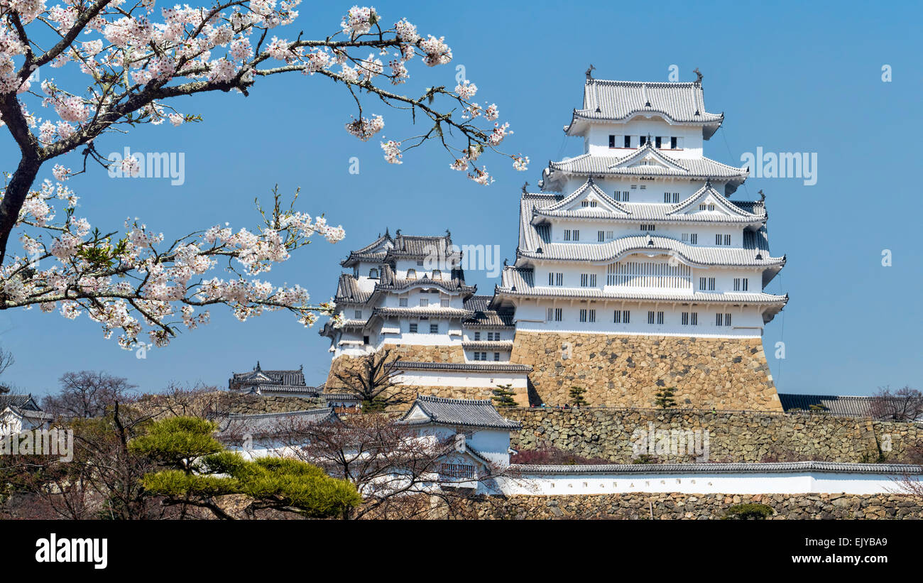 Il castello di Himeji durante la fioritura dei ciliegi tempo per adv o altri usi Foto Stock