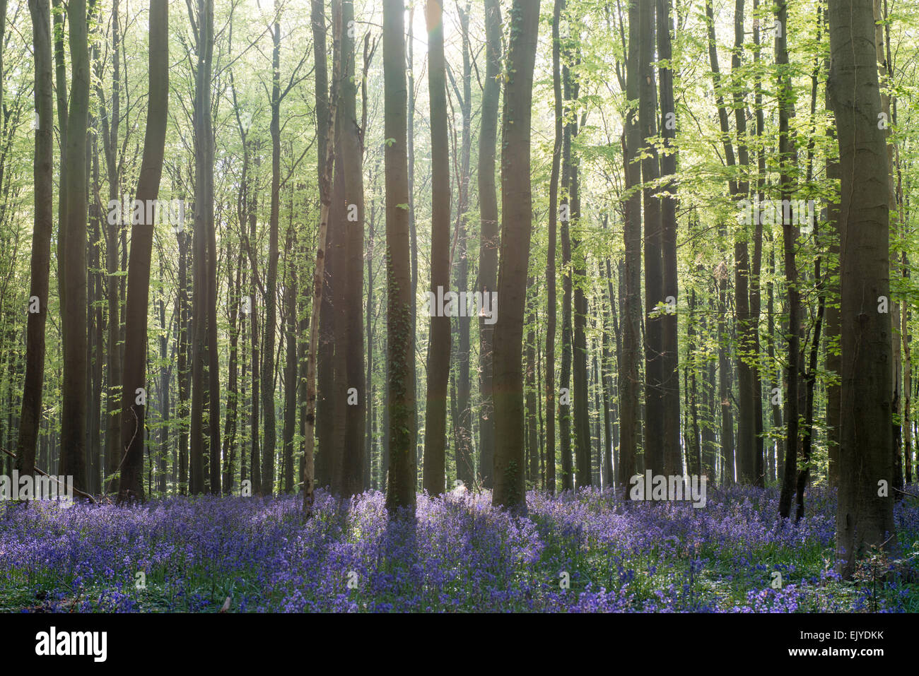 Bluebell legno in Hallerbos, Belgio in primavera Foto Stock