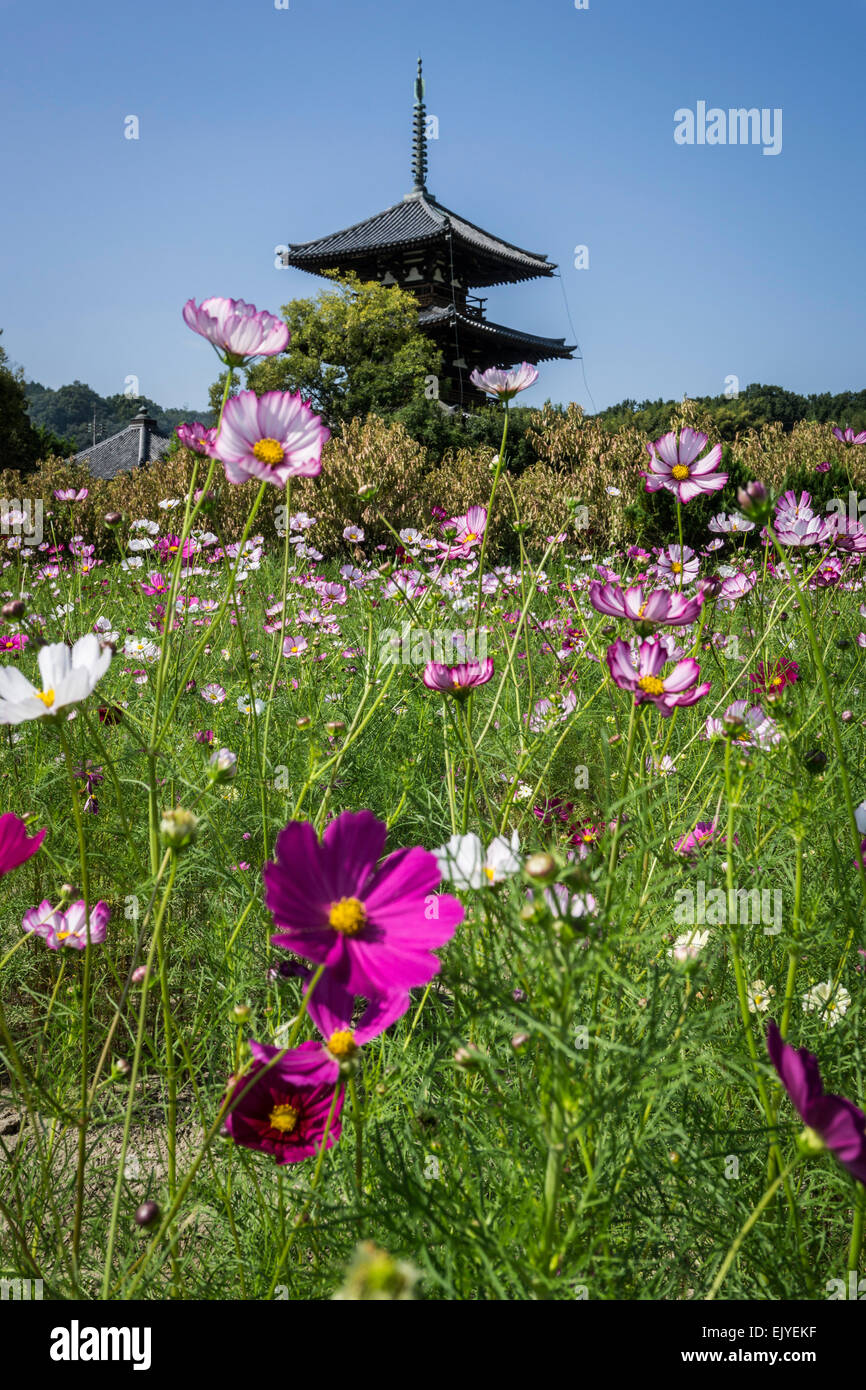 Cosmo blumi di fronte Hokke-ji (法華寺) a Nara, Giappone. Foto Stock