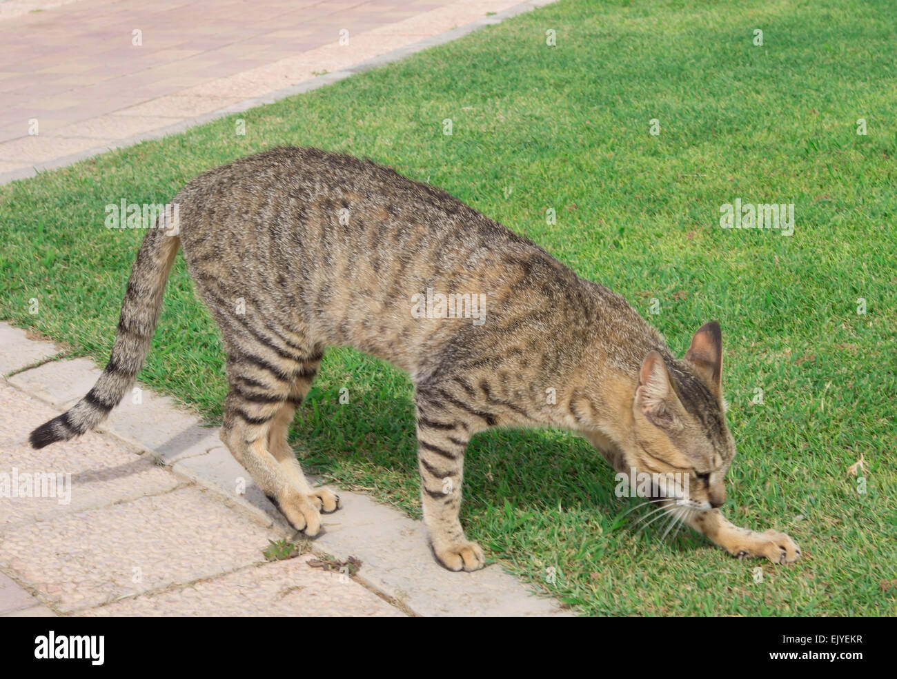 Giovani cat on a piedi in una giornata di sole Foto Stock