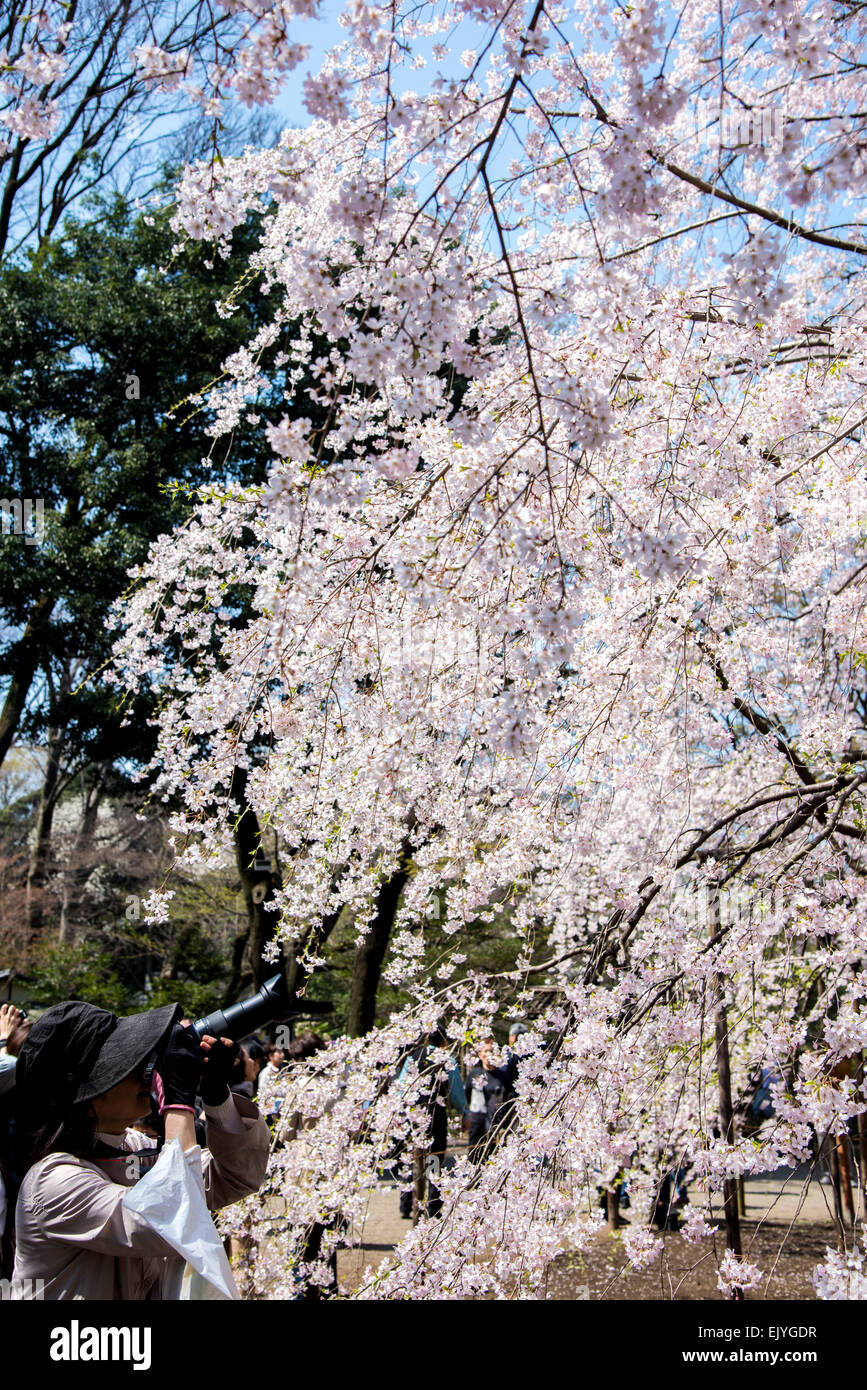 Piange la fioritura dei ciliegi,giardino Rikugien,Bunkyo-Ku,Tokyo Giappone Foto Stock