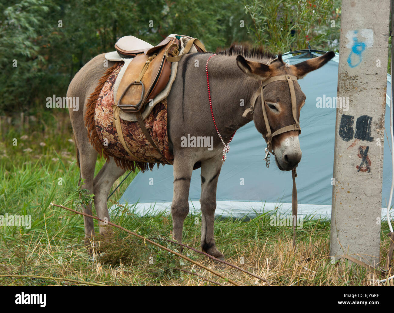 Donkey.(Equus asinus asinus). Foto Stock