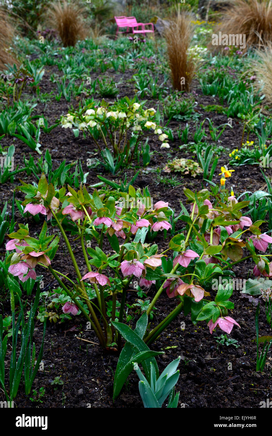 rosa crema ellebore ellehores primavera fiori fioritura misto bordo letto RM Floral Foto Stock