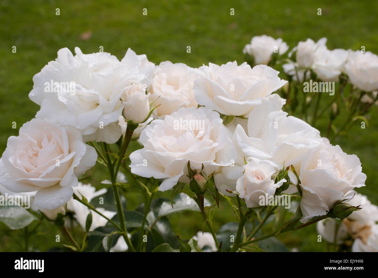 Rosa boule de neige Foto stock - Alamy