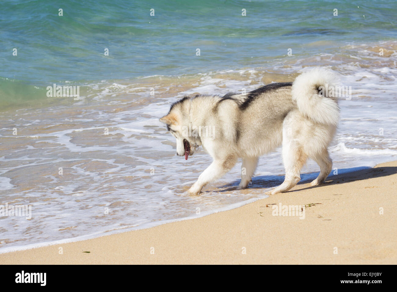 Husky cane giocando acqua di mare ocean beach Foto Stock