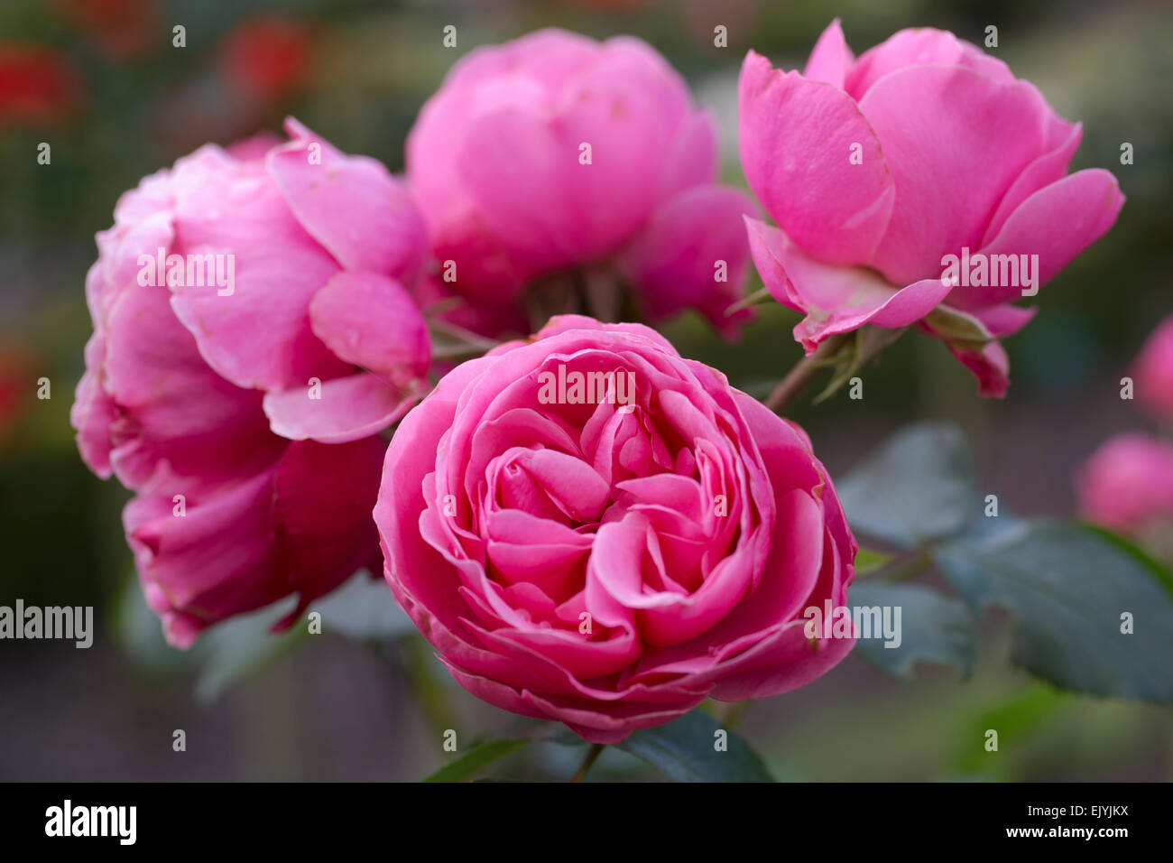 Rosa Leonardo da Vinci Foto Stock