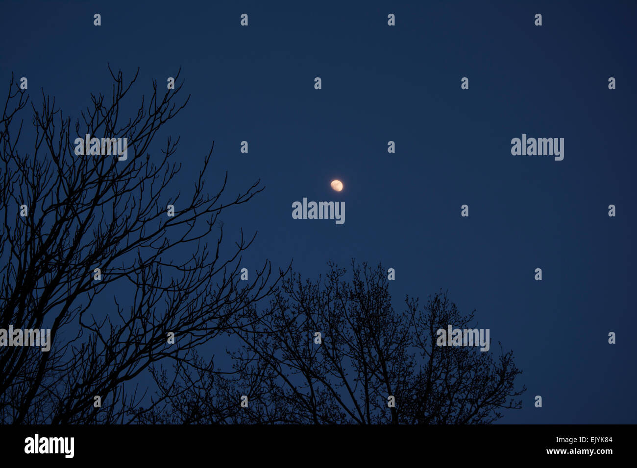 I rami degli alberi sagome nella notte e la luna al di sopra Foto Stock