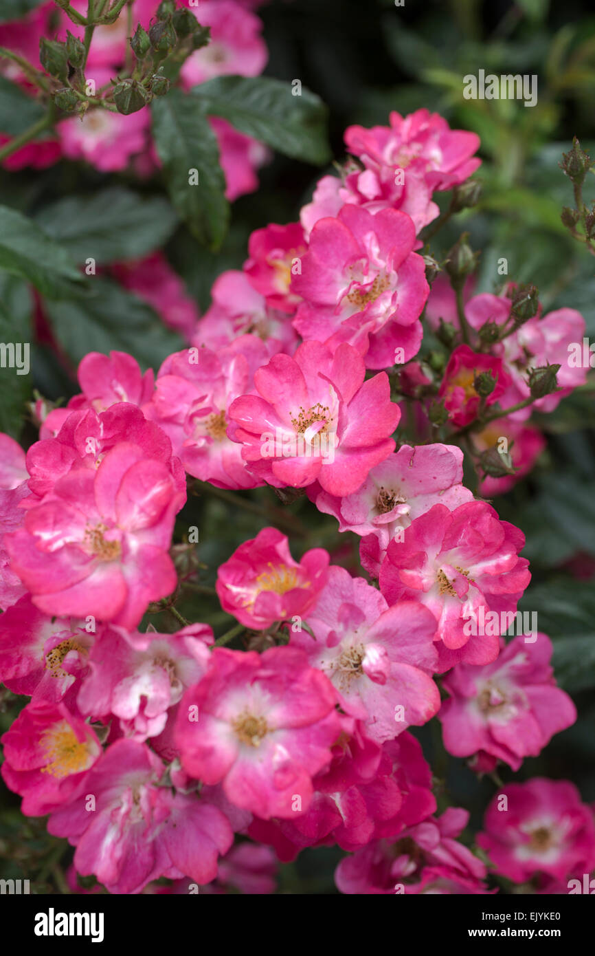 Rosa Woody, rosa rosa ad arbusto Foto Stock