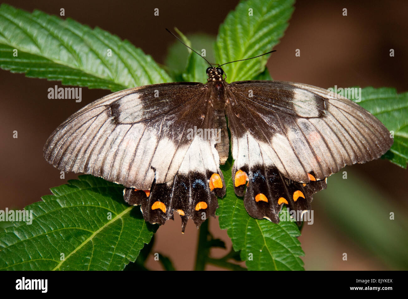 Orchard a coda di rondine (Farfalla Papilio aegeus) femmina Foto Stock