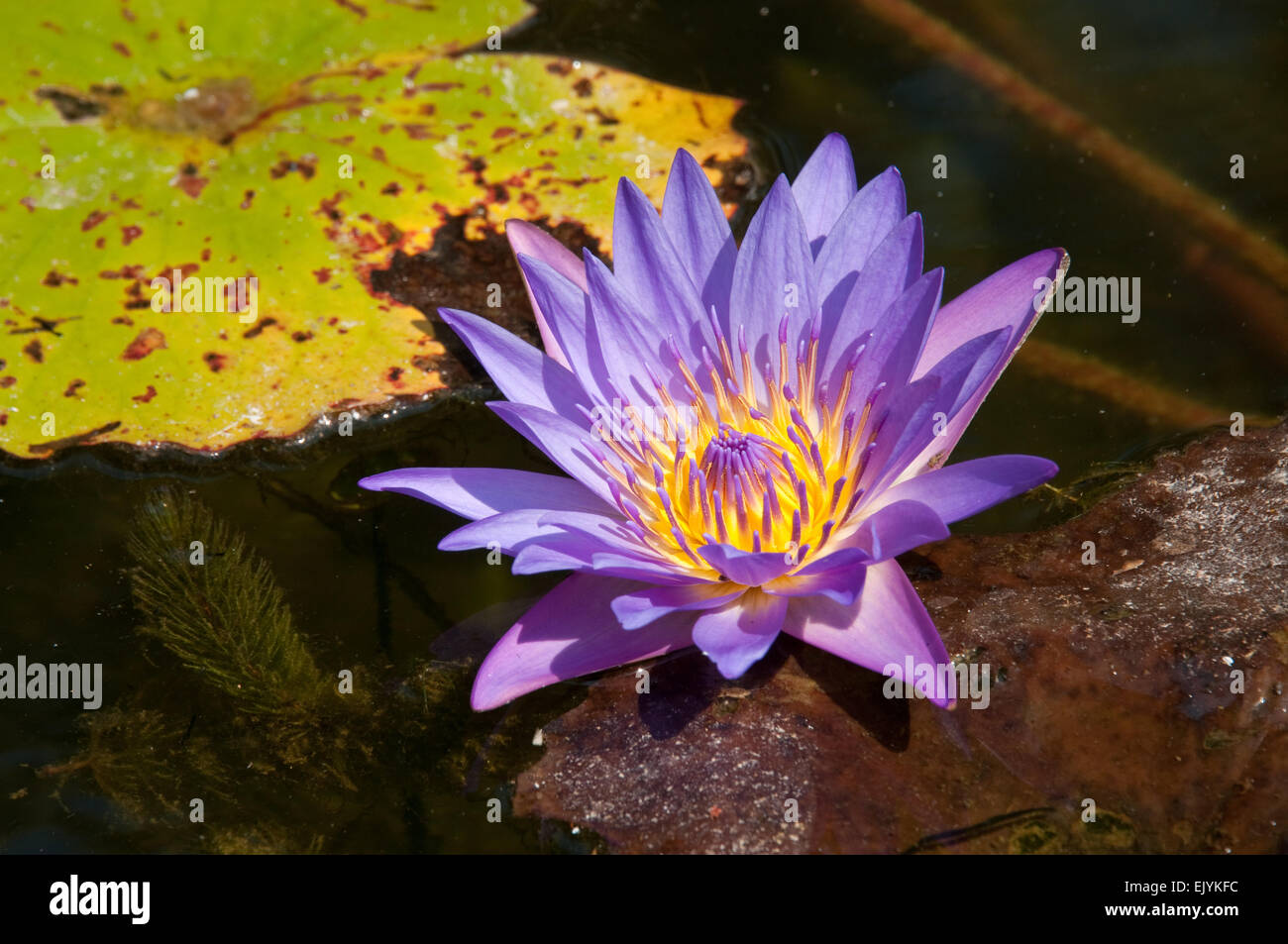 Ninfea (Nymphaea caerulea) Foto Stock