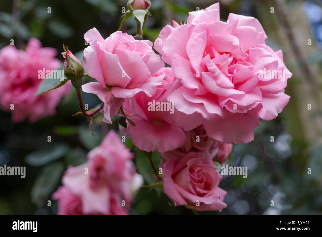 Rosa Rosy a Mantello Foto Stock
