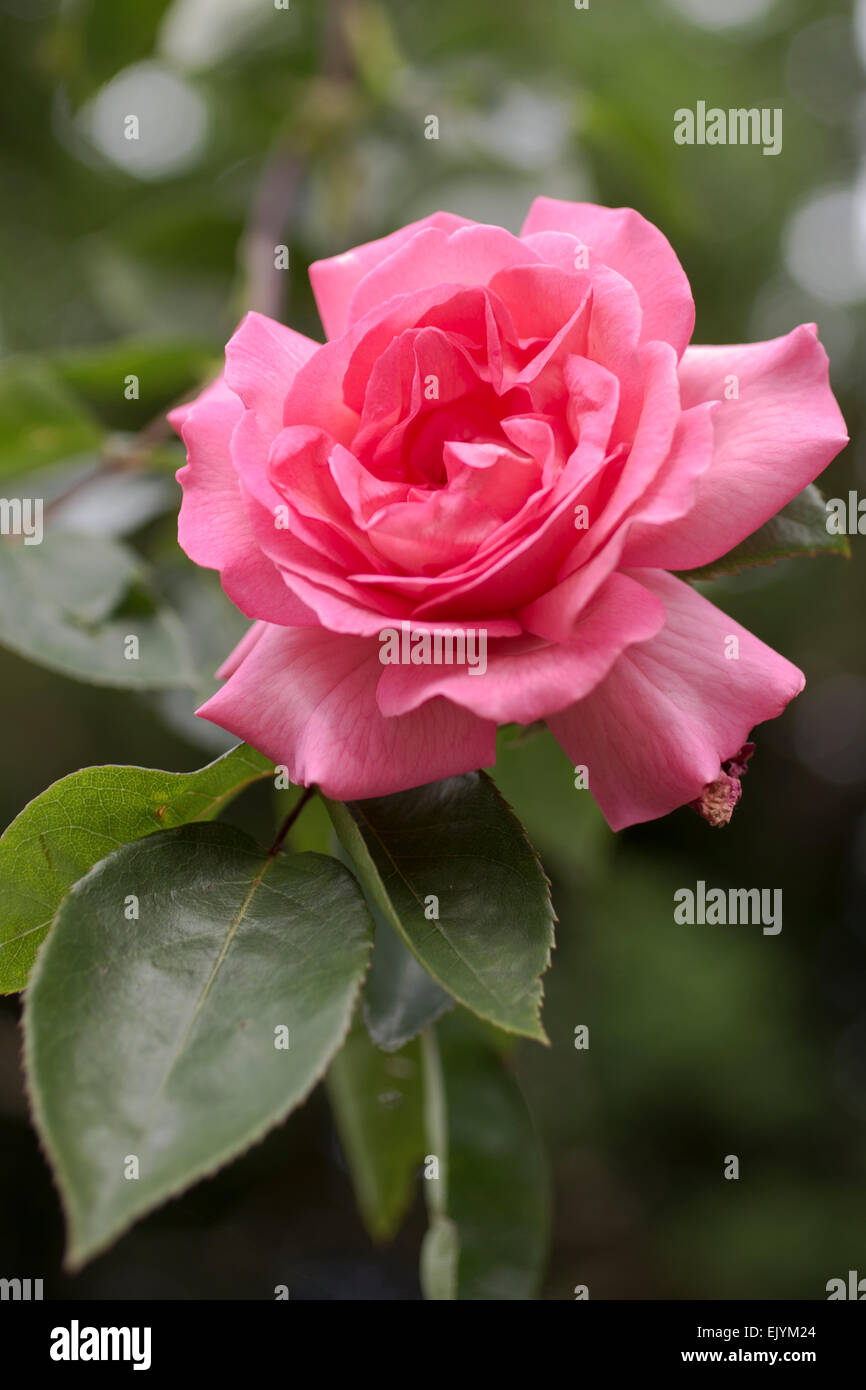 Rosa Rosy a Mantello Foto Stock