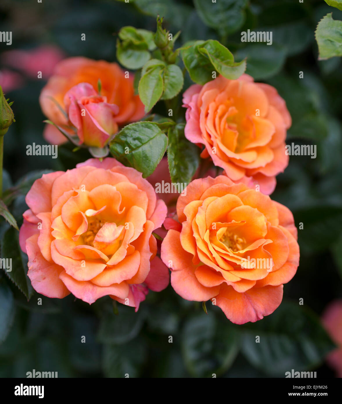 Rosa vecchio John Foto Stock