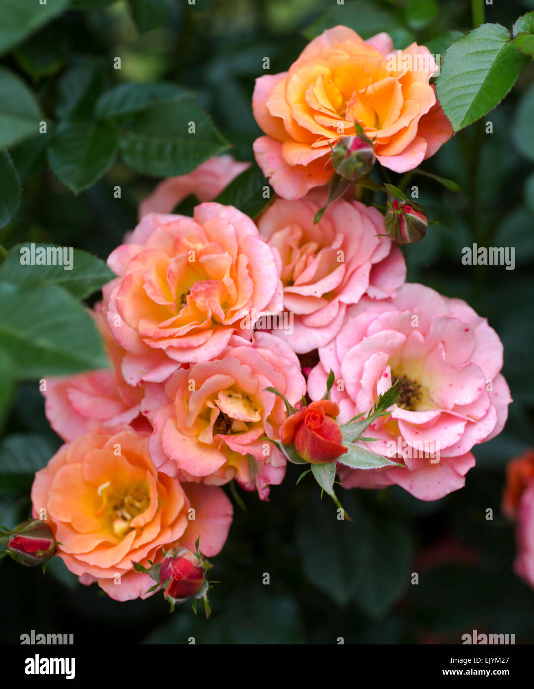 Rosa vecchio John Foto Stock