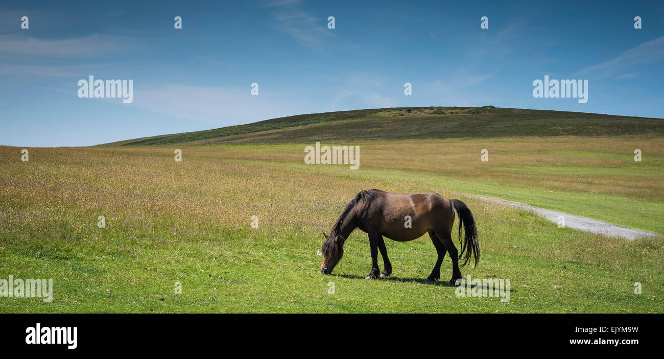 Pony pascolano sulla bellissima ondulate colline di Exmoor Foto Stock