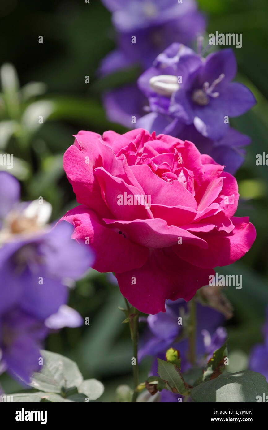 Rosa Victor Verdier Foto Stock