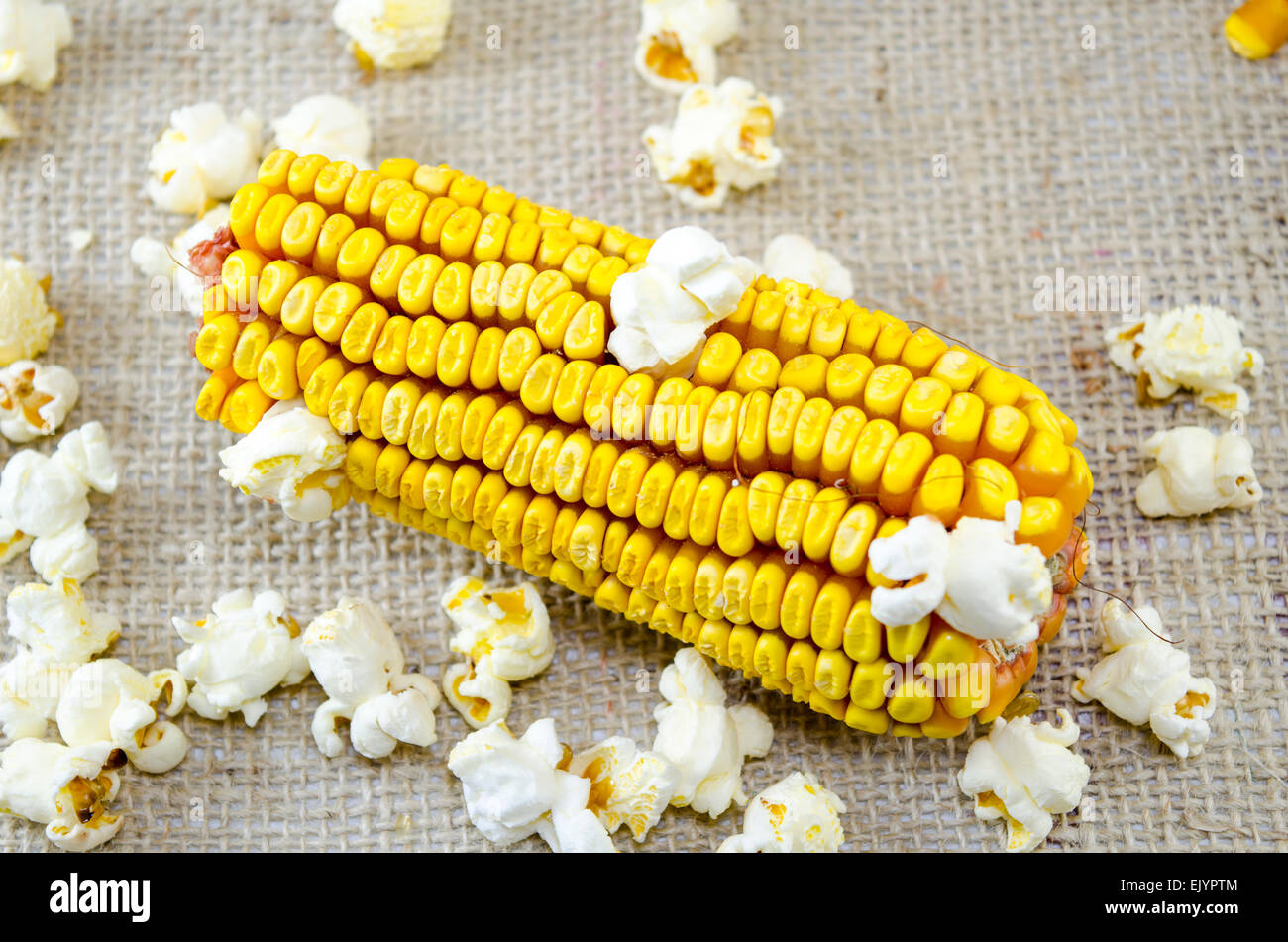 Spiga del granoturco e popcorn sparsi su una tovaglia vintage Foto Stock