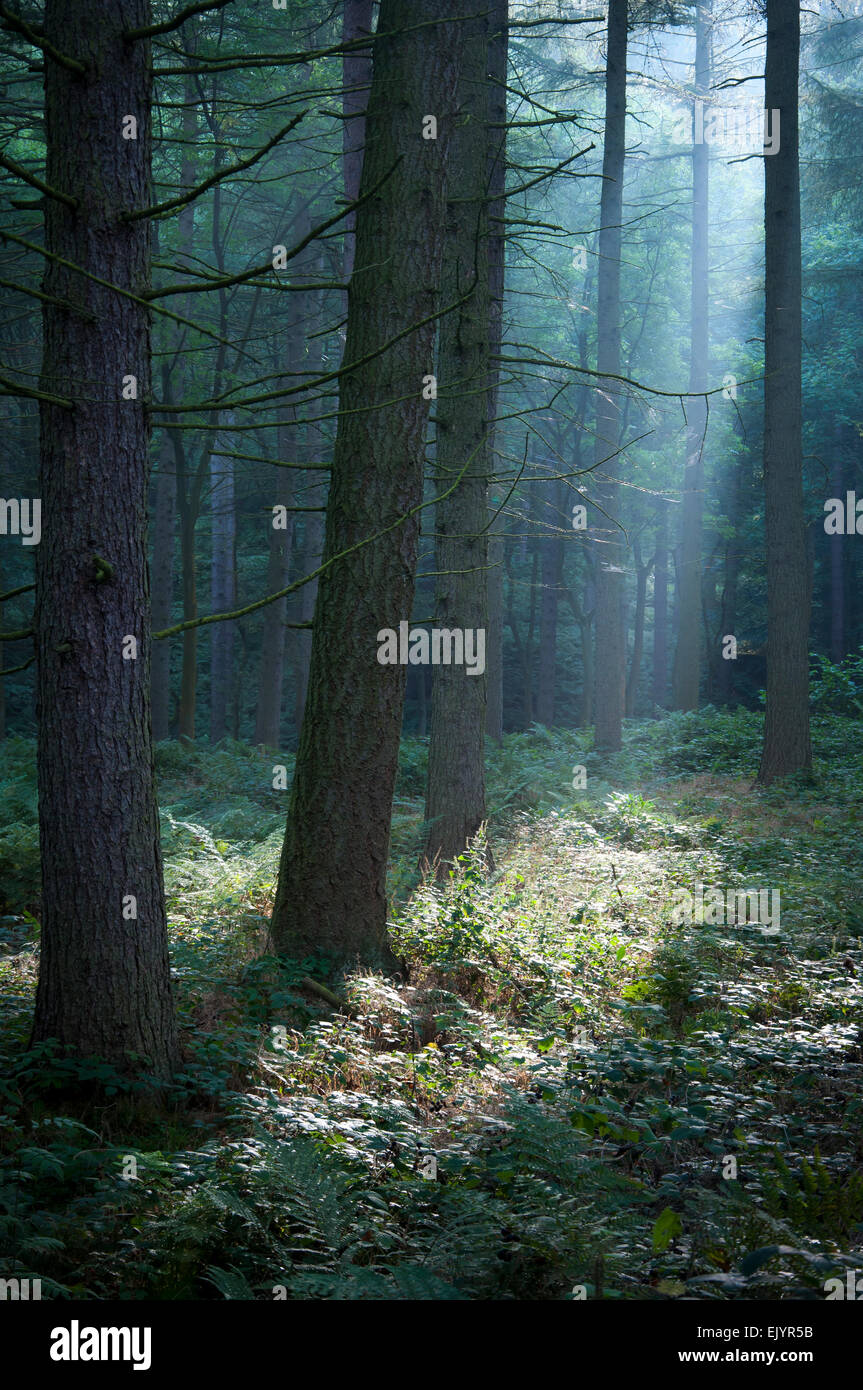 Morbida luce del sole di mattina nella foresta in alto Derwent Valley, nel Derbyshire. Foto Stock