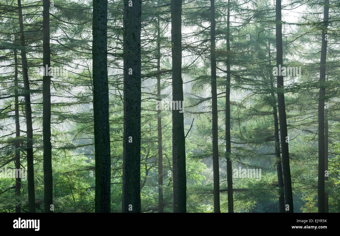 Verde bosco di alberi. I larici crescono all Fairholmes nella parte superiore della valle del Derwent, Derbyshire. Foto Stock