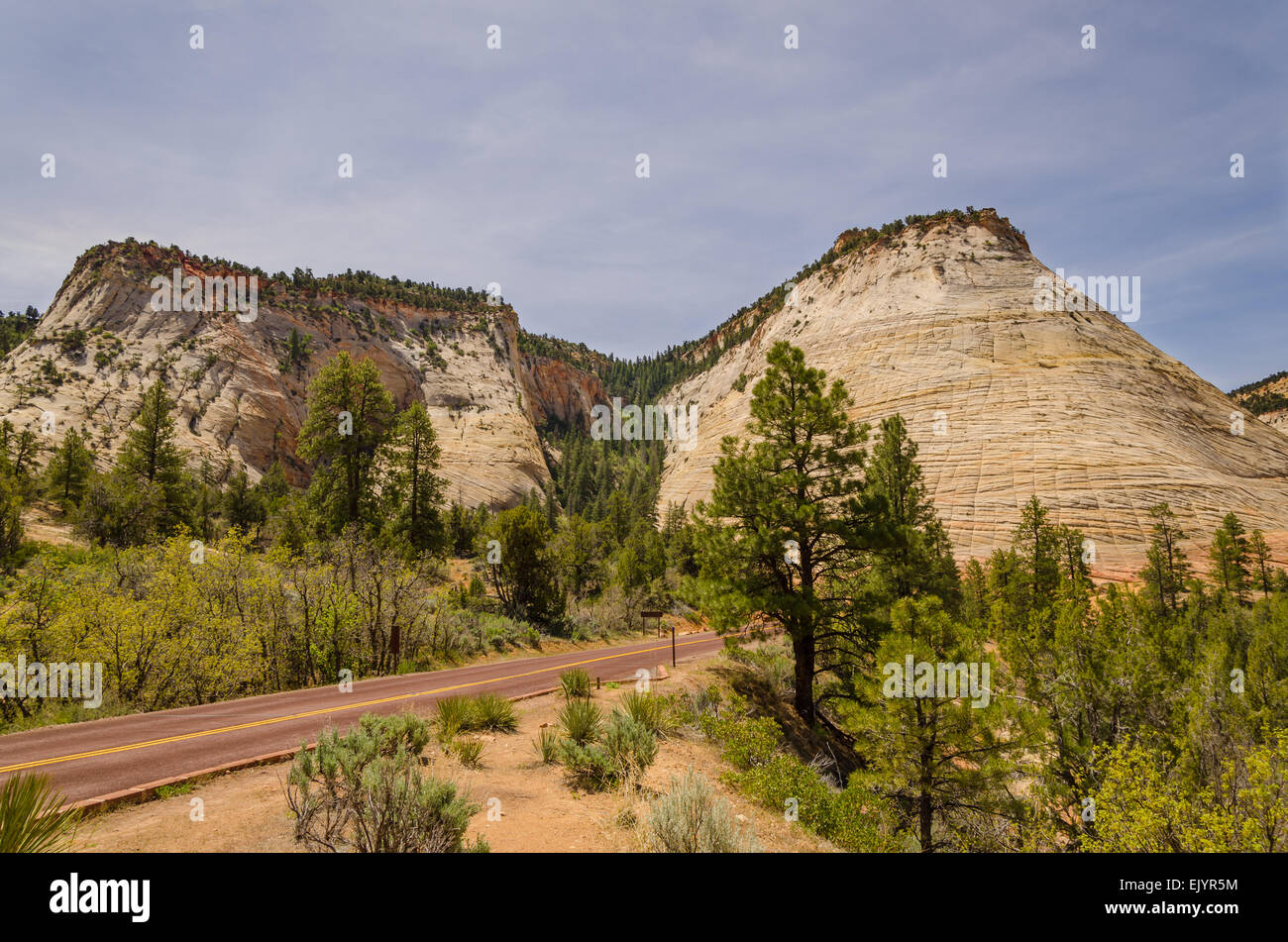 La strada attraverso Zion National Park nello Utah, con la Checkerboard Mesa come sfondo. Il Mesa si trova all'estremità orientale del parco. Foto Stock