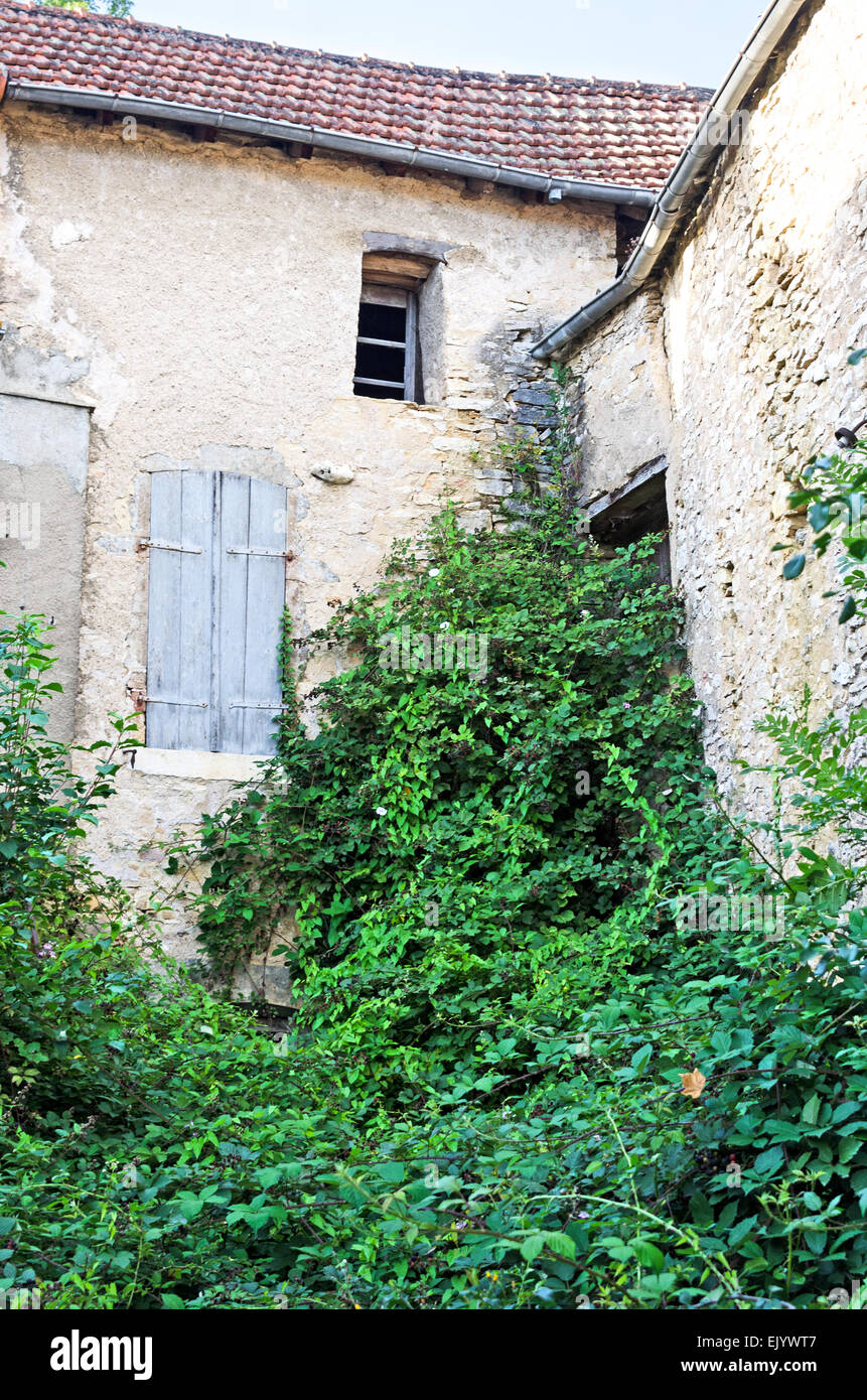 Vines running wild in un angolo di un cortile abbandonati in a Santenay, Côte-dOr, Francia Foto Stock