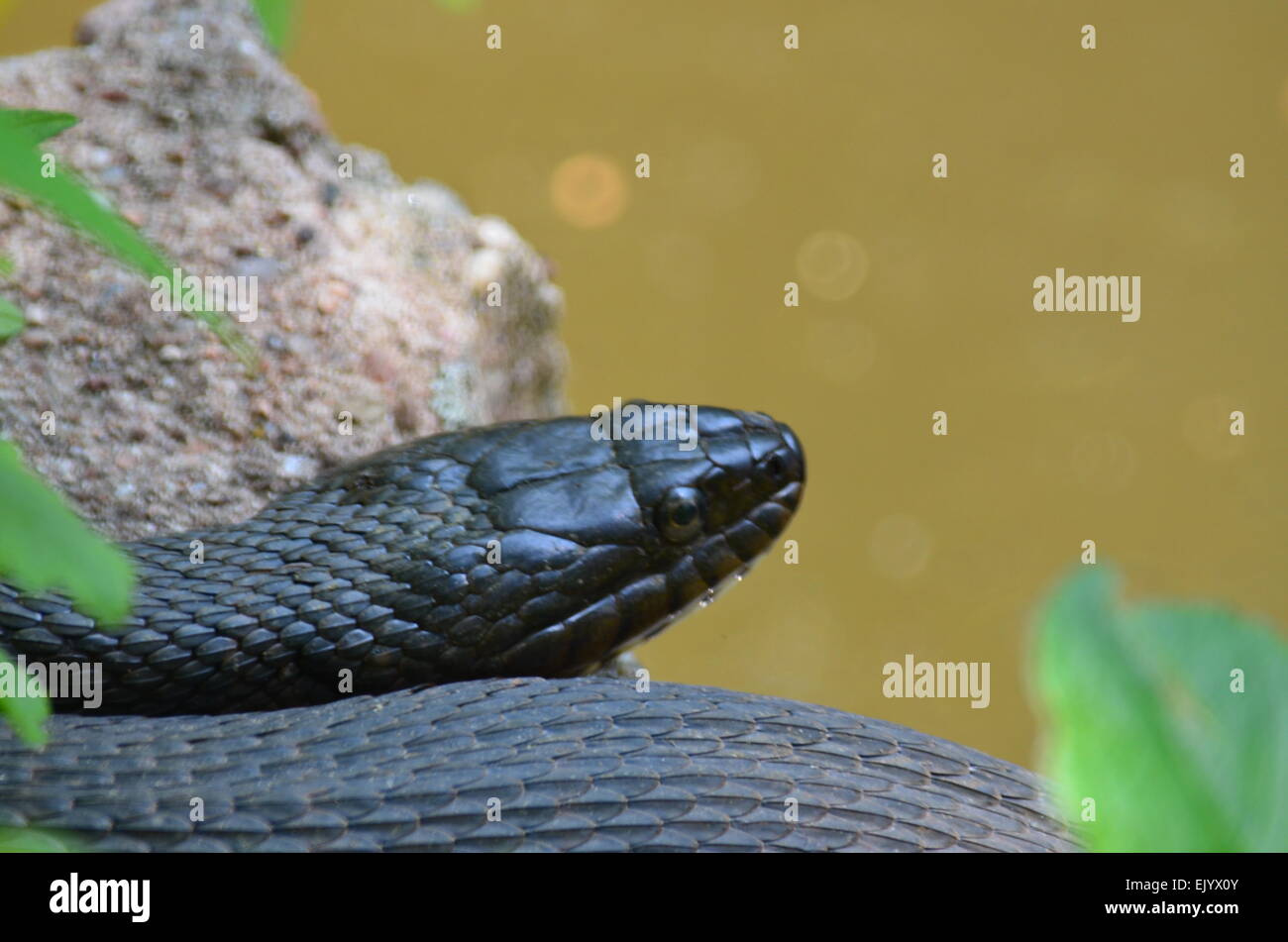 Serpente nero Foto Stock