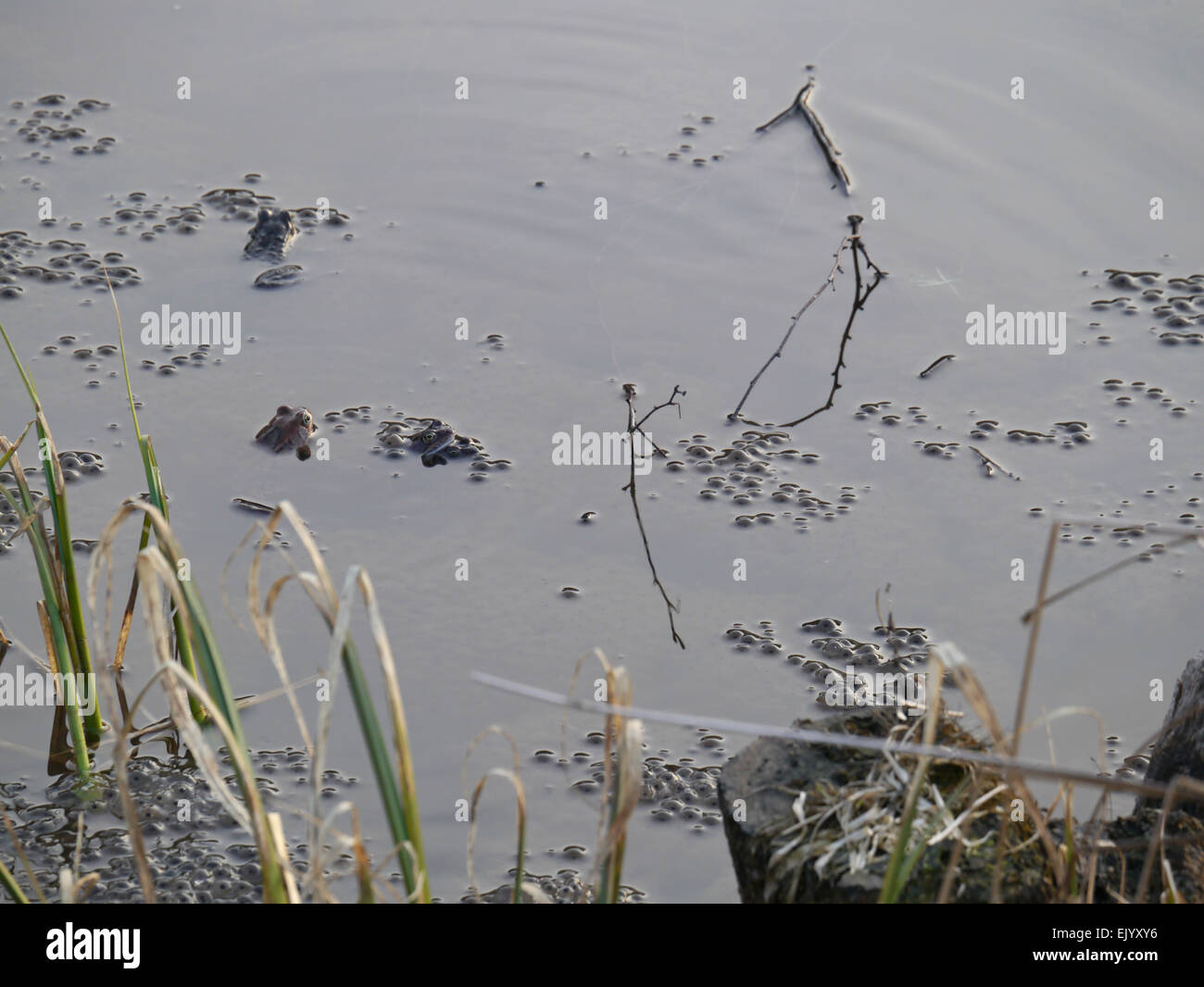 Frog spawn, comune europeo rana marrone Foto Stock