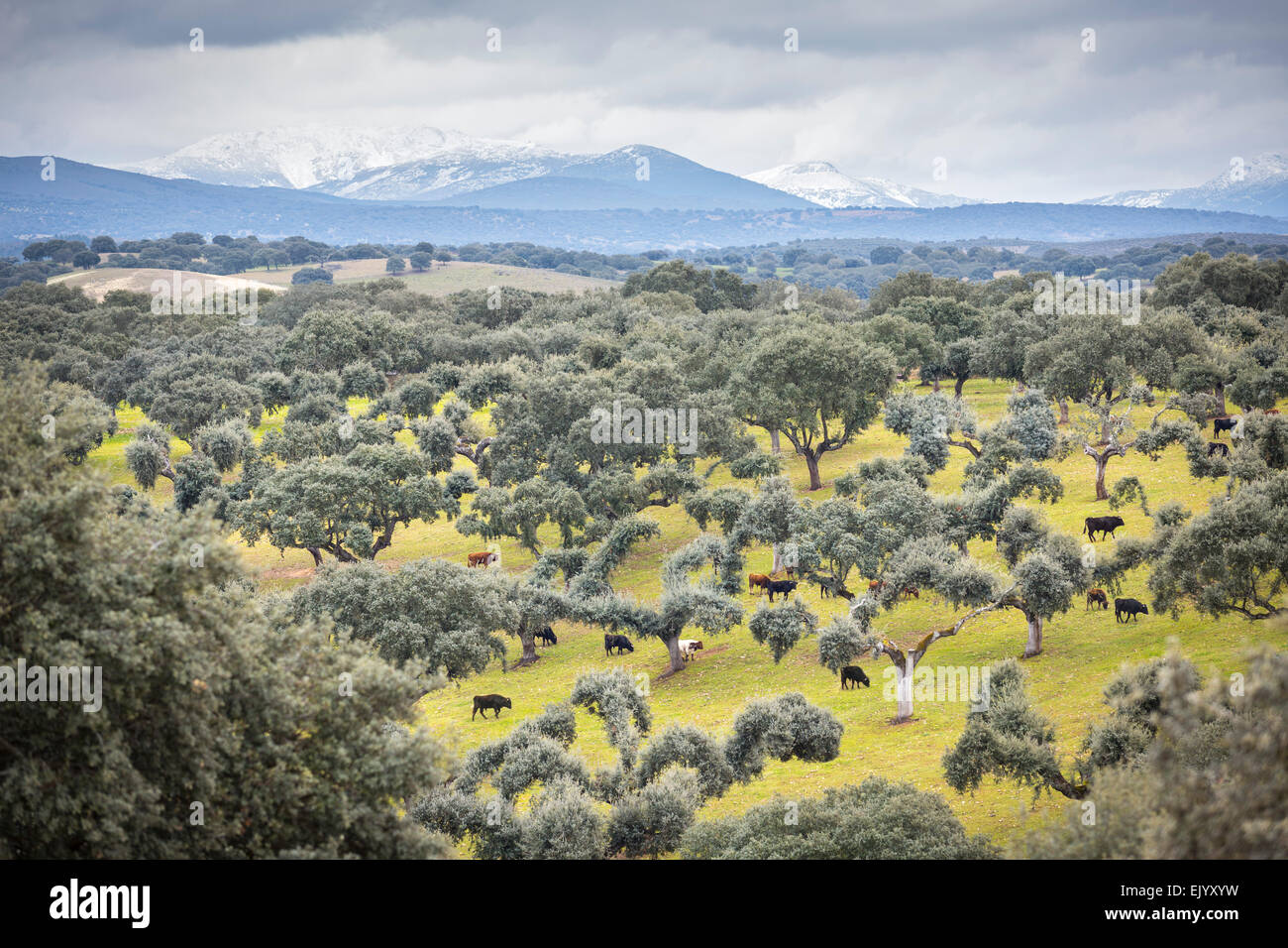 A Salamanca, un allevamento di spagnolo i tori da corrida in inverno (Spagna). Il leccio (Quercus ilex macrocarpa). La provincia di Salamanca. Foto Stock