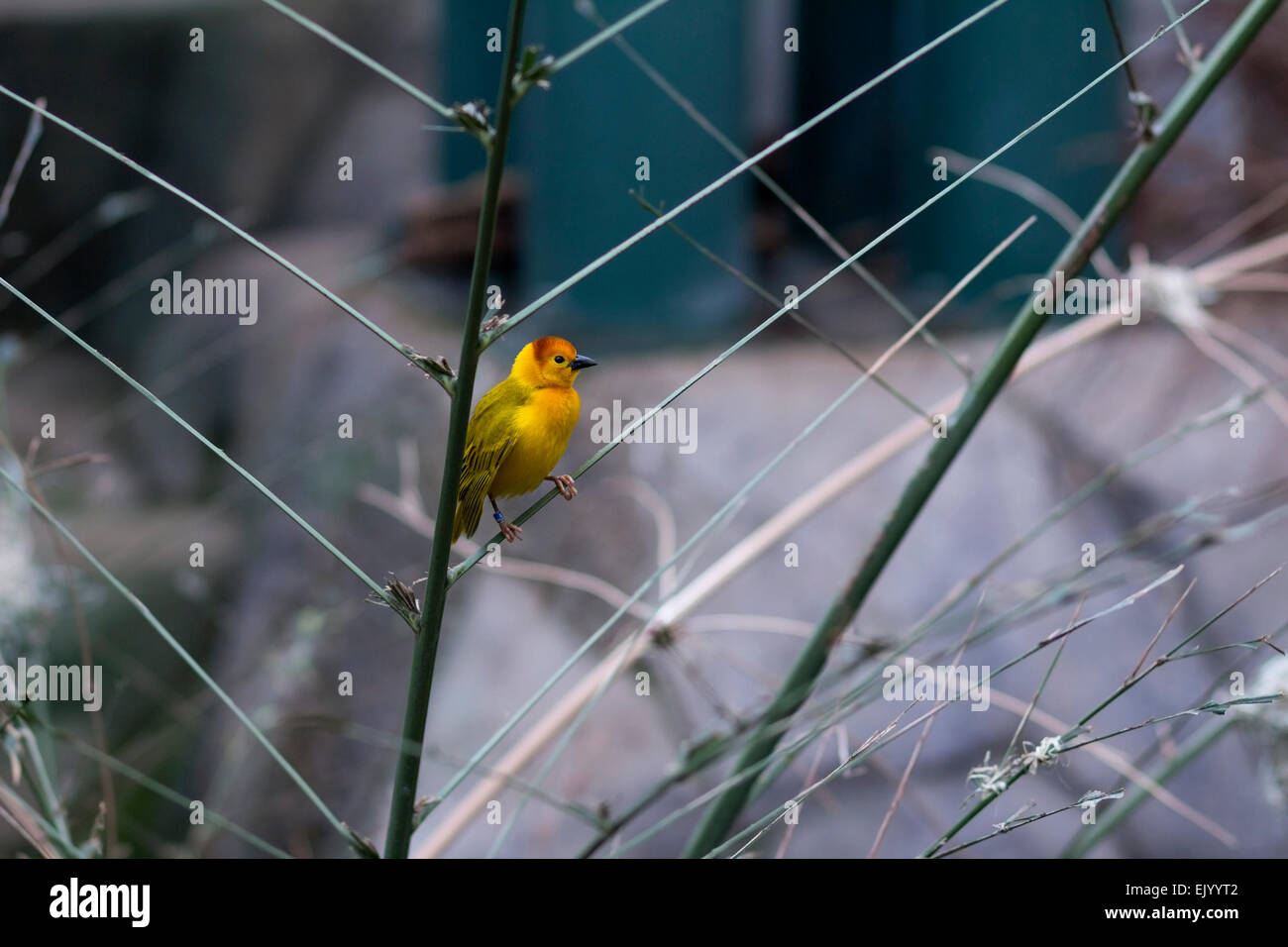 Un uccello appollaiato su un ramo. Foto Stock