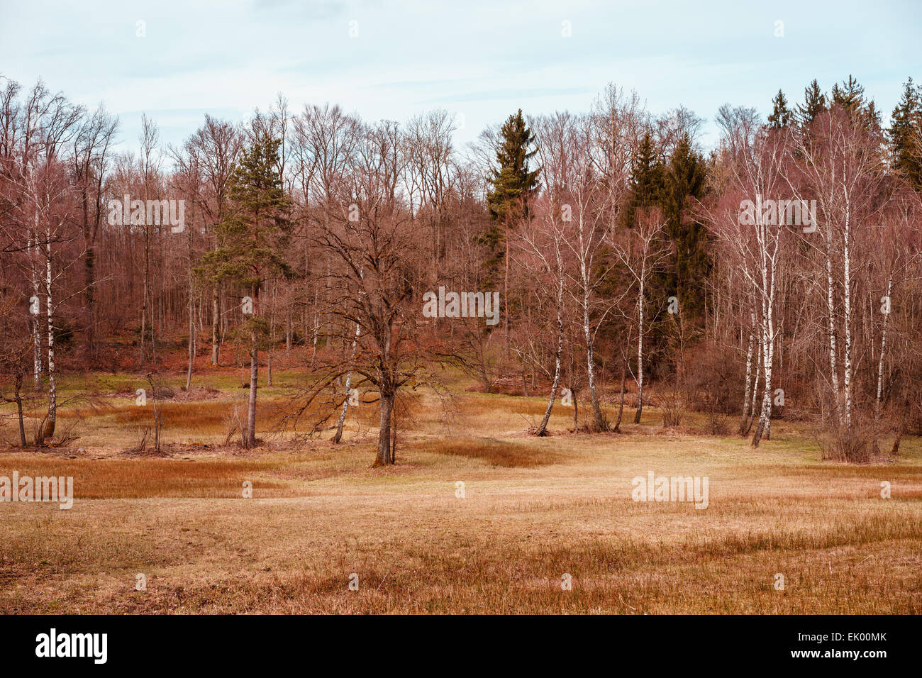 Un paesaggio secco con alberi sfrondato. Foto Stock