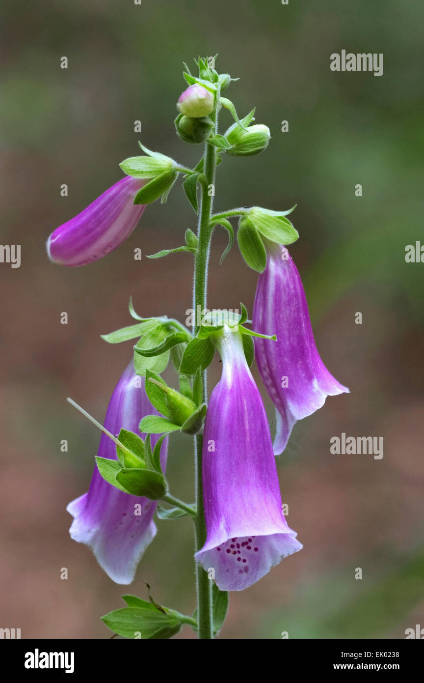 Foxglove comune / Viola foxglove/ Lady del guanto (Digitalis purpurea) in fiore Foto Stock