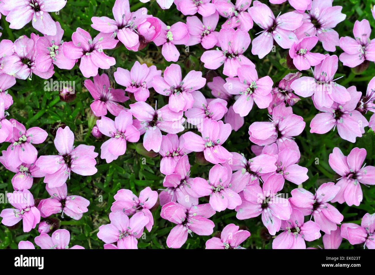 Moss campion / cuscino rosa (Silene acaulis) in fiore Foto Stock