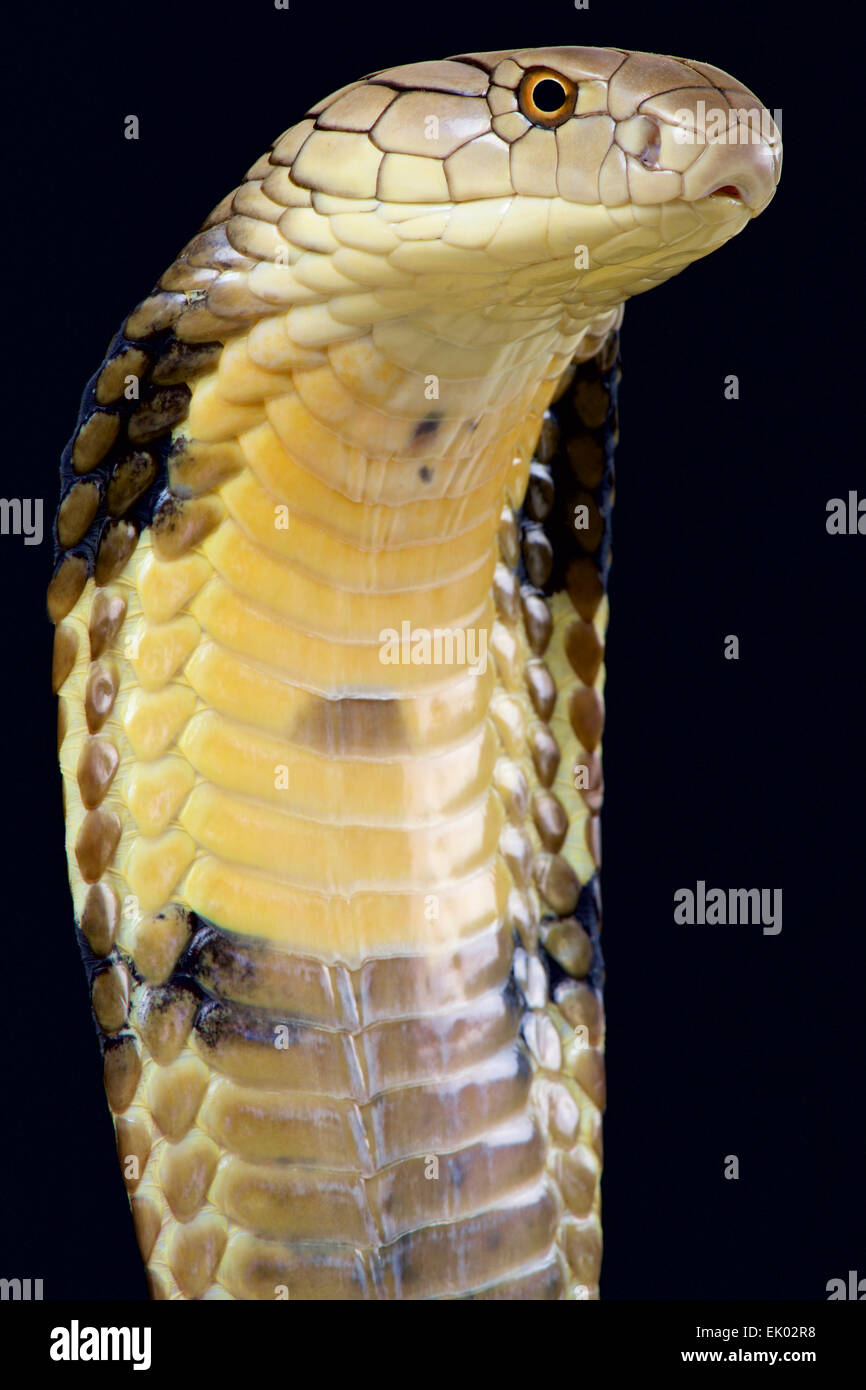 Cobra reale (Ophiophagus hannah). Foto Stock