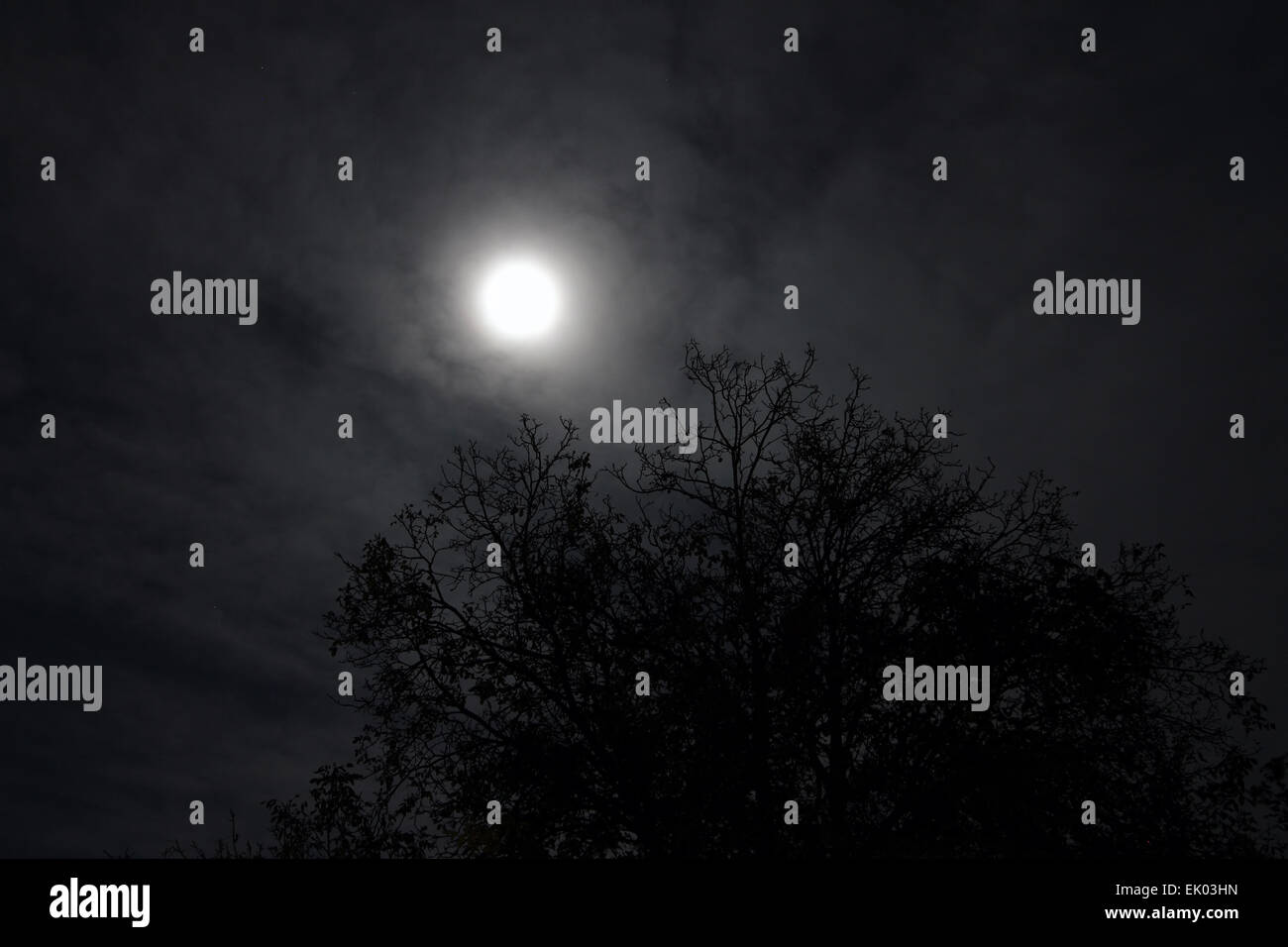 La luna piena in una notte nuvoloso con un albero Silhouette orrore spaventoso scena Foto Stock