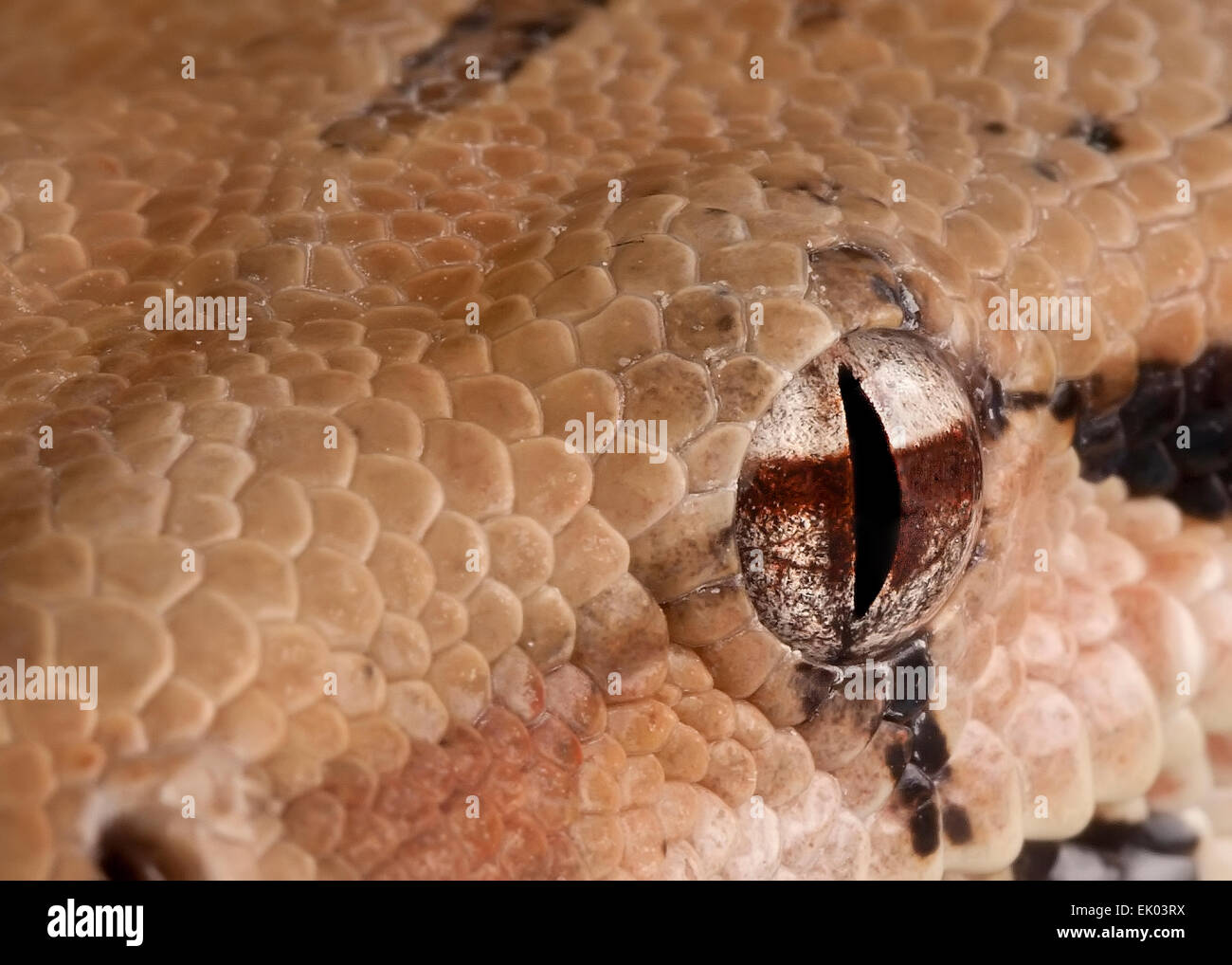 Occhio di serpente Foto stock - Alamy