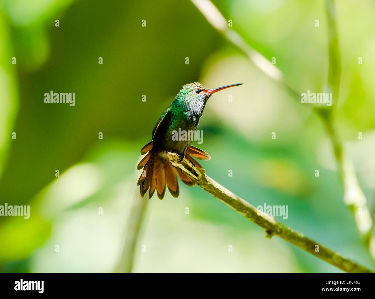 Un Rufous-tailed Hummingbird (Amazilia tzacatl o handleyi) visualizza le sue piume colorate. Panama America centrale. Foto Stock