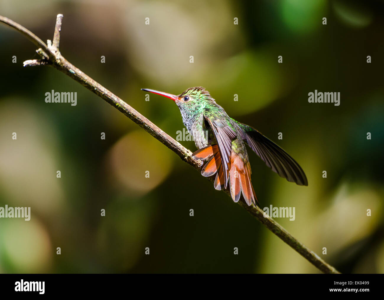 Un Rufous-tailed Hummingbird (Amazilia tzacatl o handleyi) visualizza le sue piume colorate. Panama America centrale. Foto Stock