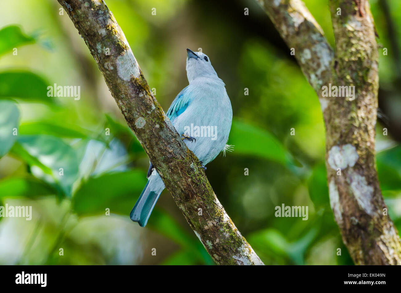 Un colore grigio-blu Tanager (Tangara episcopus) appollaiato su un ramo. Panama America centrale. Foto Stock