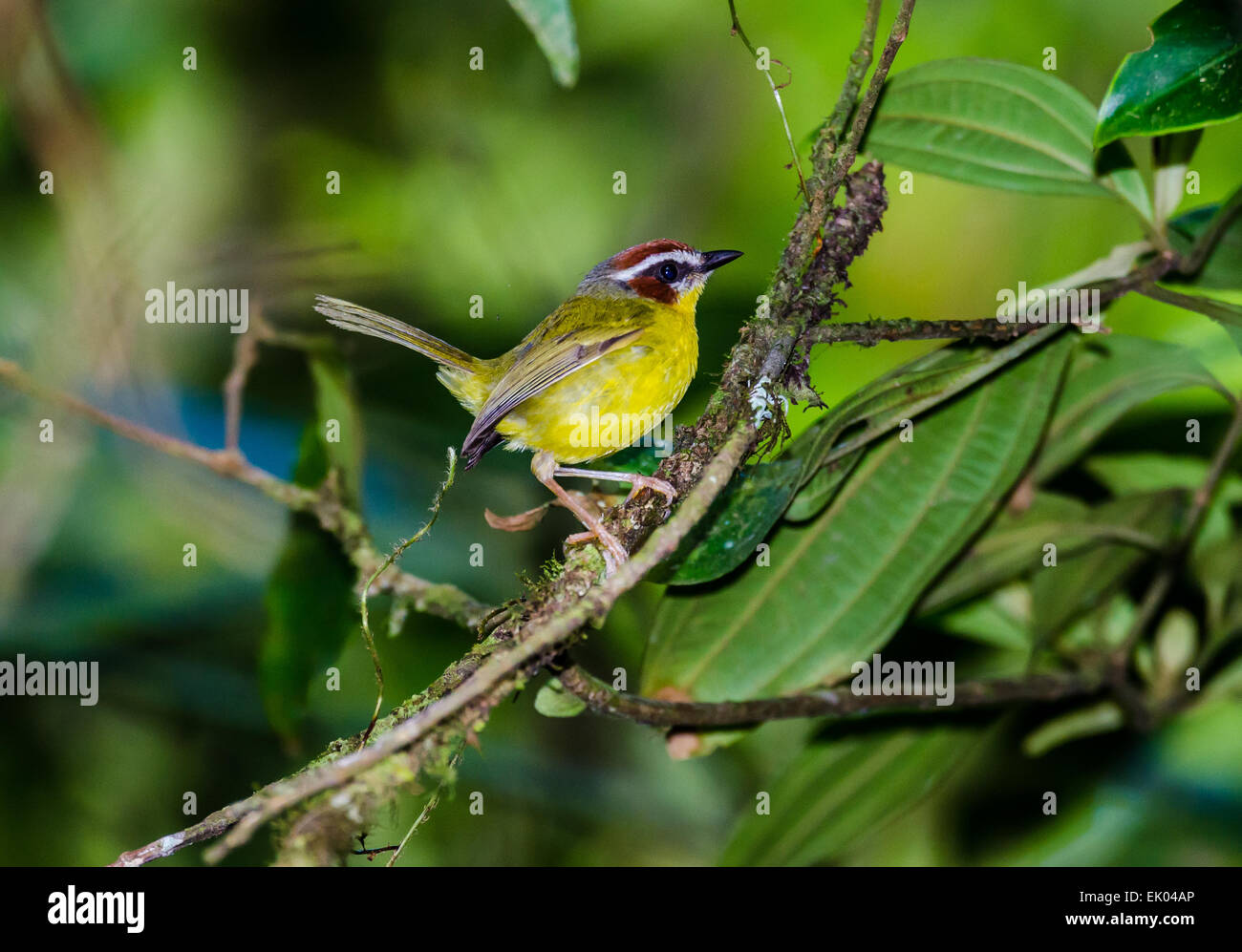 Un Rufous-capped trillo (griseiceps rufifrons) appollaiato su un ramo di albero. Panama America centrale. Foto Stock