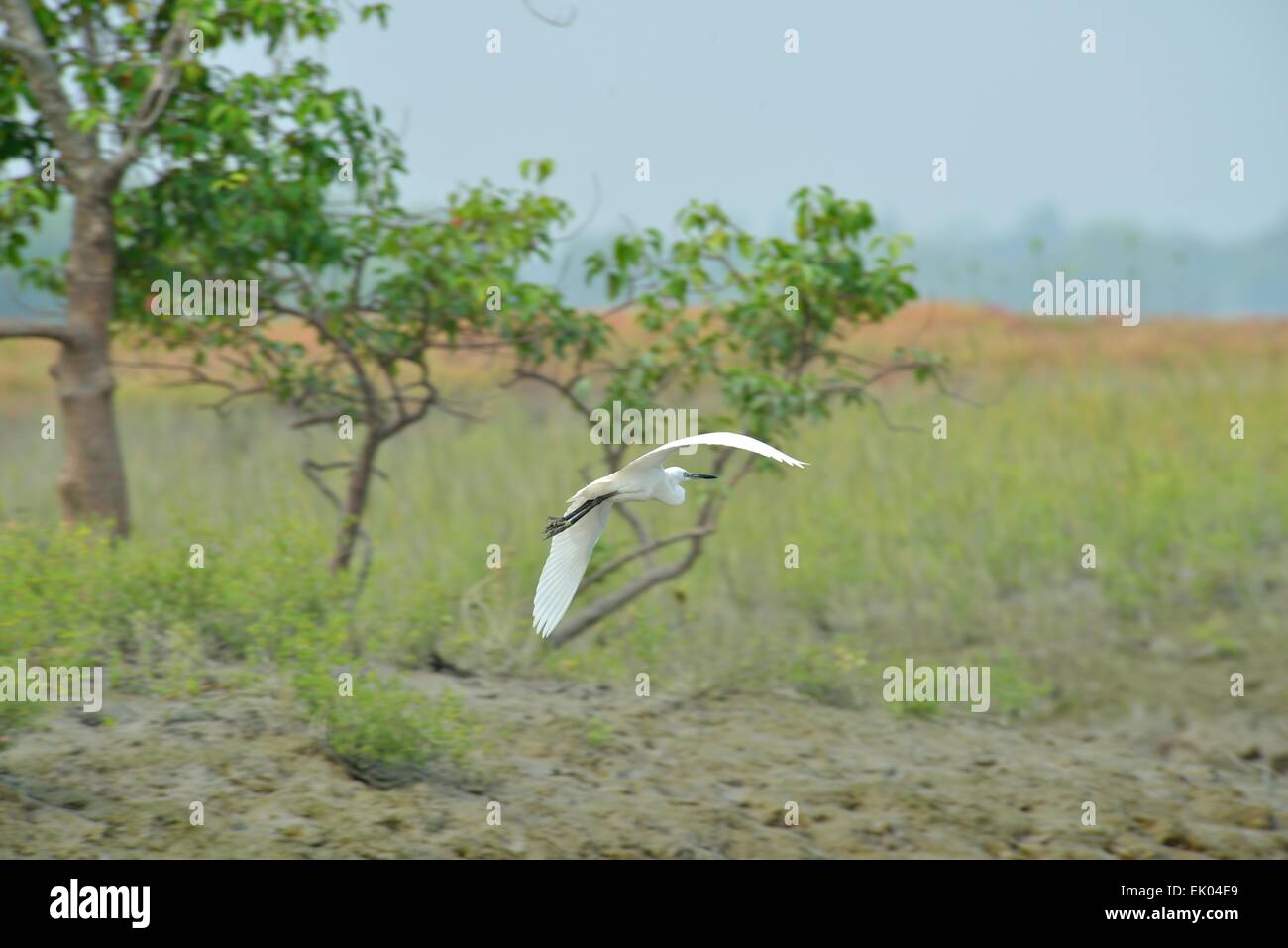 Egret di volo Foto Stock