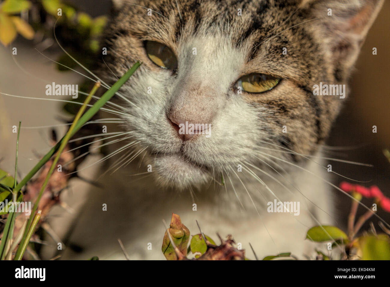 Cat ensoleillement se stessa in un luogo appartato presso il monastero di Moni Preveli, Finikas, Creta, Grecia. Foto Stock