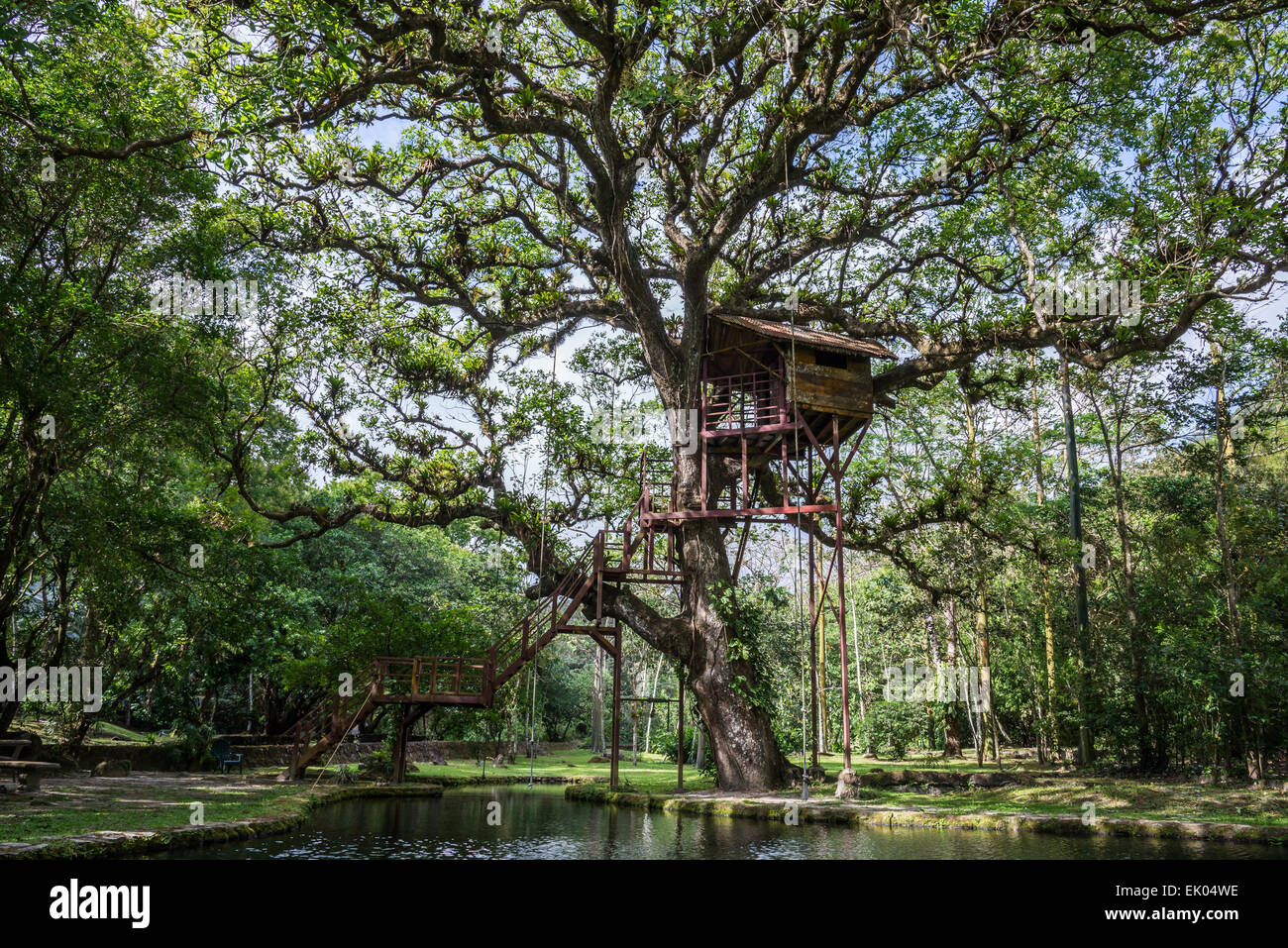 Un albero-casa sotto la tettoia di una gigantesca quercia. Panama America centrale. Foto Stock