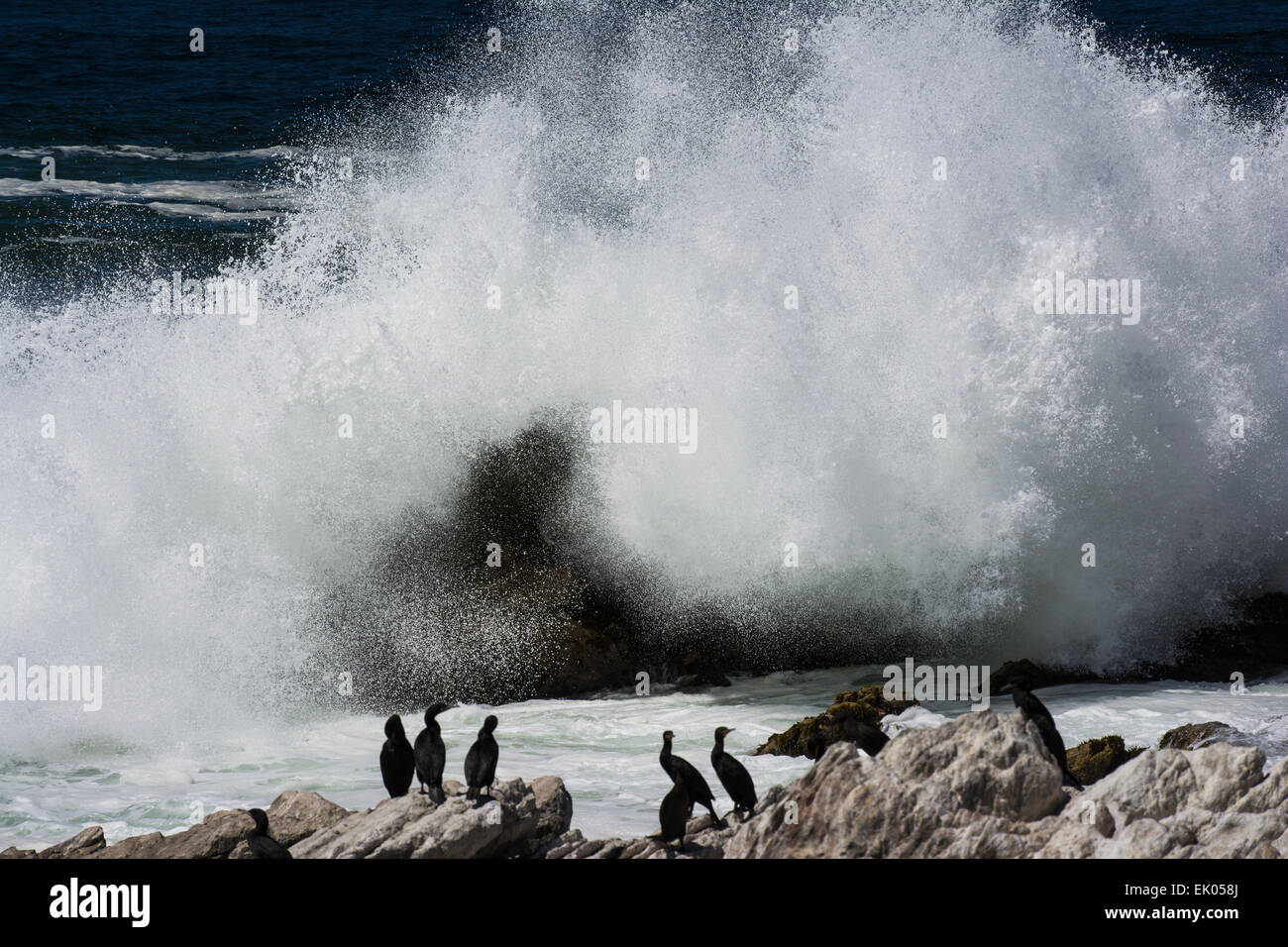 Una massiccia ondata di schiantarsi contro le rocce con i cormorani in primo piano Foto Stock