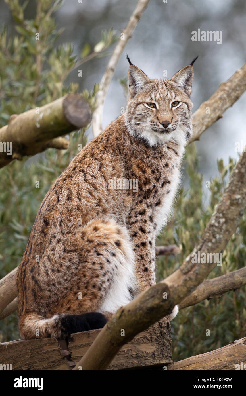 Lince europea (Lynx lynx). Controversa ma essendo considerato come un re-introduzione specie per l'Inghilterra e la Scozia. Regno Unito. 2015 Foto Stock