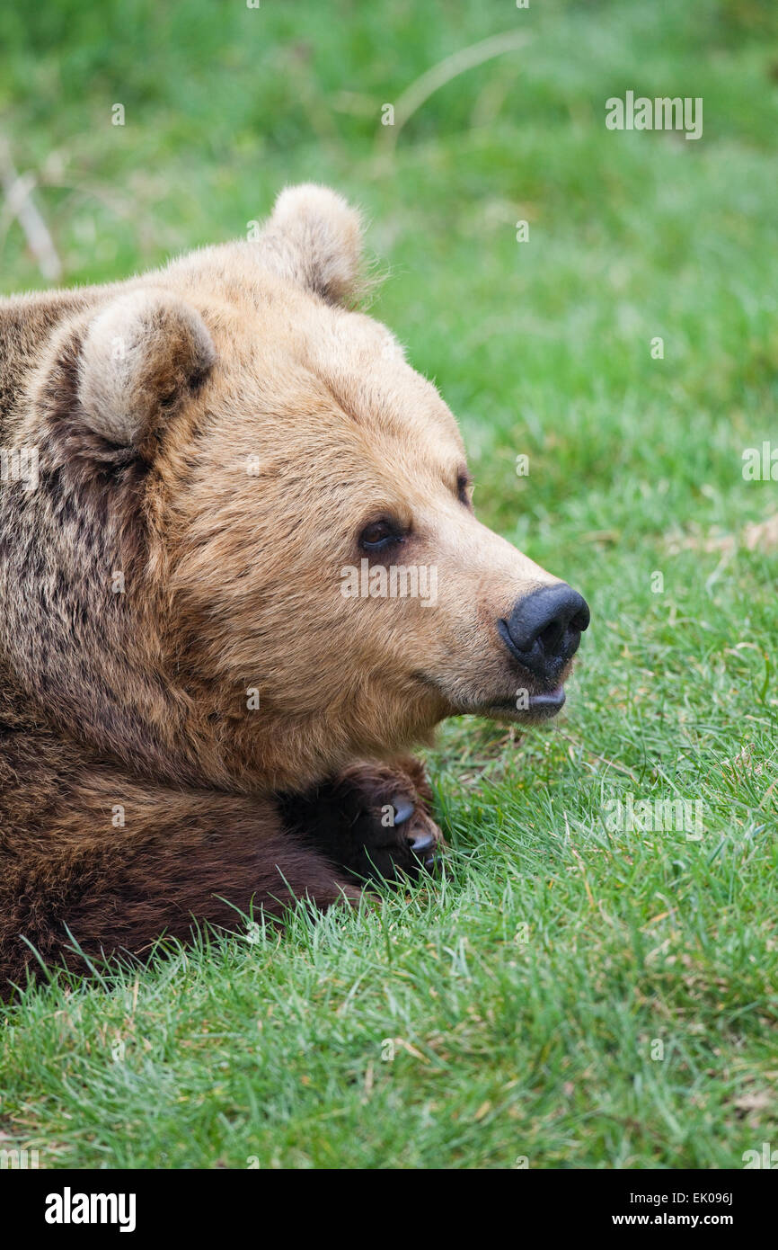 Unione l'orso bruno (Ursus arctos arctos). Foto Stock
