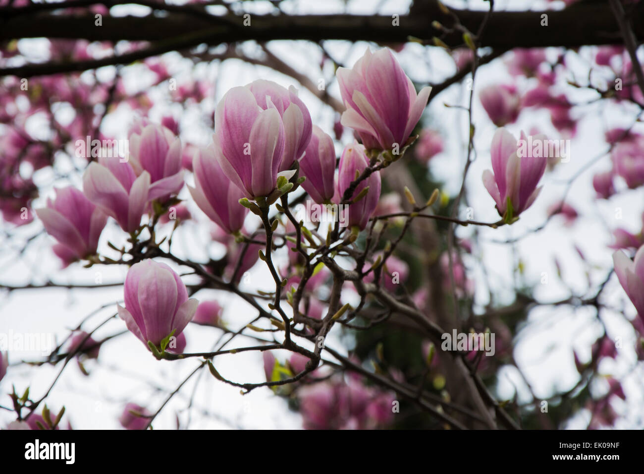 Un enorme albero di magnolia in primavera sbocciano i fiori con un sacco di viola e fiori di colore rosa su molti rami Foto Stock