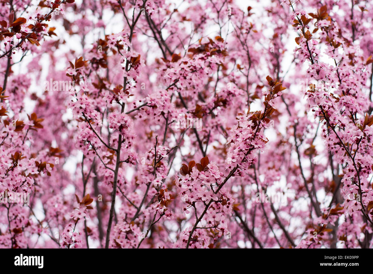 Il ciliegio in fiore nel periodo primaverile con molti rosa,rosa e viola e minuscoli fiori Foto Stock